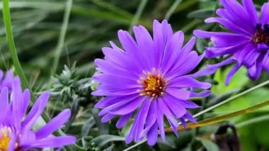 Bahçedeki güzel çiçekler