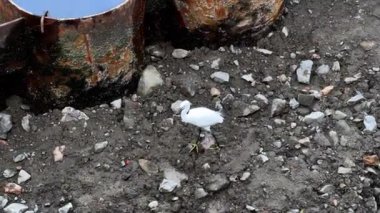 Yağmurdan sonra kirli çöp.