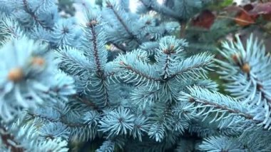 Güzel botanik fotoğrafı, doğal duvar kağıdı.