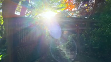 Ağaçlar ve yapraklarla dolu güzel sonbahar manzarası