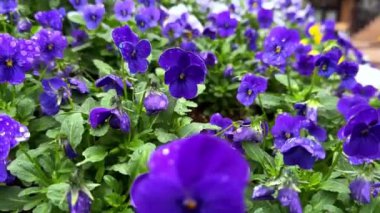 Bahçedeki güzel çiçekler