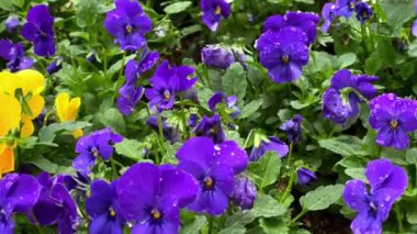 Bahçede güzel çiçekler, flora