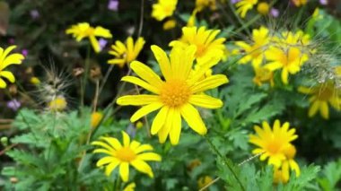 Bahçedeki sarı çiçek