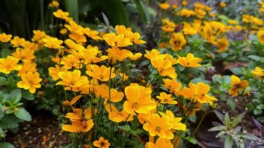 Bahçedeki sarı çiçekler