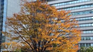 Arka planda güzel sonbahar yaprakları