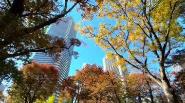 Parkta güzel sonbahar yaprakları