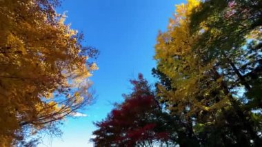 Sonbaharda sonbahar yaprakları