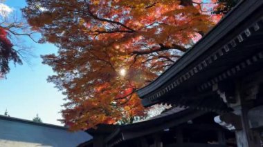 Sonbahar yaprakları, sonbahar bitkileri