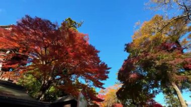 Sonbahar yaprakları, sonbahar bitkileri