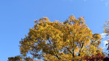 Ağaçlar ve yapraklarla dolu güzel sonbahar manzarası