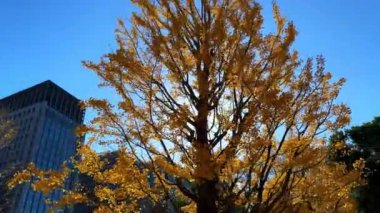 Parkın güzel manzarası