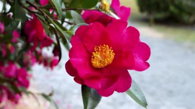 Bahçedeki kırmızı çiçekler.