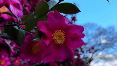 Bahçedeki güzel çiçekler