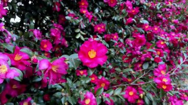 Bahçedeki güzel çiçekler