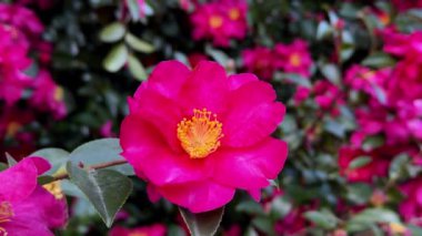 Bahçedeki güzel kırmızı çiçek