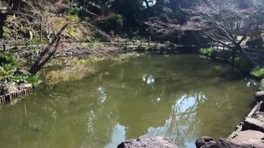 Ormanın güzel manzarası