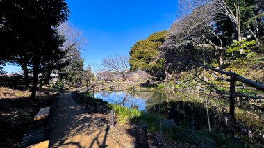 japanese garden at daytime