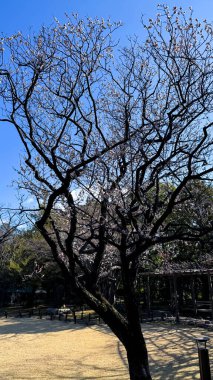 Güzel botanik fotoğrafı, doğal duvar kağıdı.
