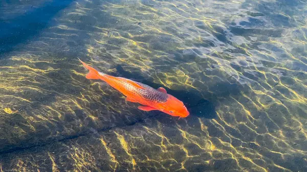 portakal balığı denizde yüzer.