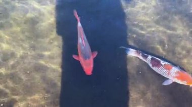 Göldeki koi balığı.