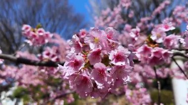 Bahçedeki güzel pembe çiçekler