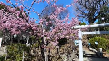 İlkbaharda güzel kiraz çiçekleri