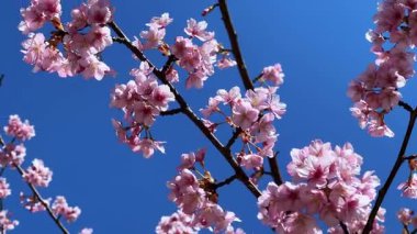 Japonya 'da kiraz çiçeği