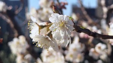 Bahçede beyaz çiçekler