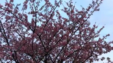 Güzel botanik fotoğrafı, doğal duvar kağıdı.