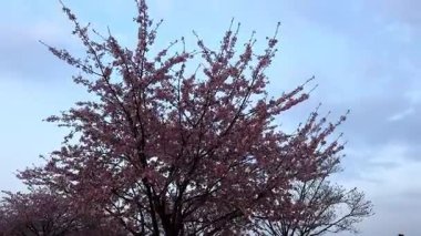 Güzel botanik fotoğrafı, doğal duvar kağıdı.