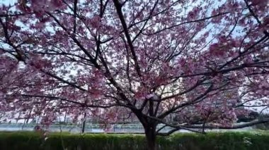 Güzel botanik fotoğrafı, doğal duvar kağıdı.