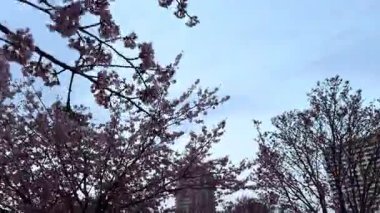 Güzel botanik fotoğrafı, doğal duvar kağıdı.