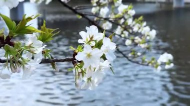 Bahçedeki güzel çiçekler