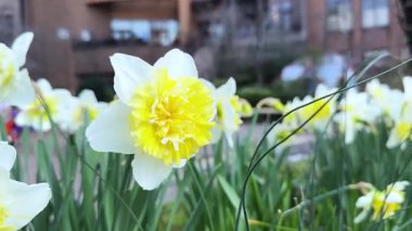 Bahçedeki güzel çiçekler