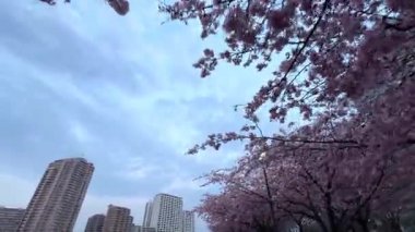 Bahçede güzel bahar çiçekleri