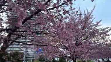 Bahçede güzel bahar çiçekleri