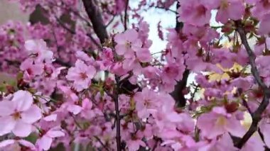 Bahçedeki güzel pembe çiçekler