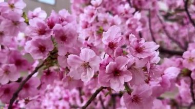 Bahçedeki güzel pembe çiçekler