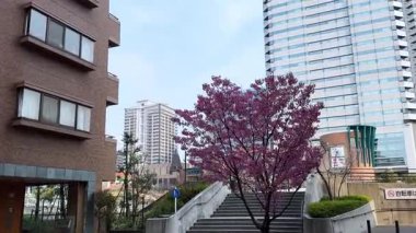 Güzel botanik fotoğrafı, doğal duvar kağıdı.