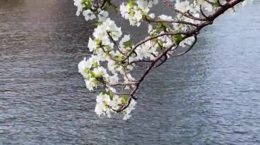 Bahçedeki güzel çiçekler