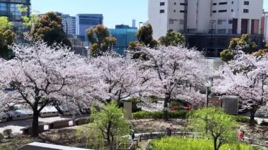 Japonya 'da kiraz çiçekleri, Tokyo