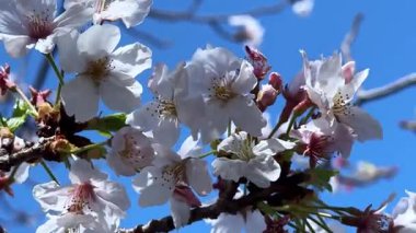 Çiçek açan ağacın yakın görüntüsü