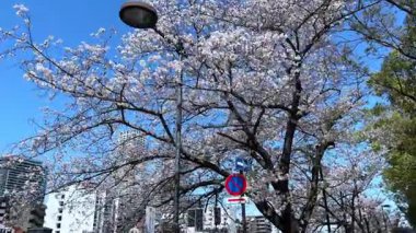 Bahçede güzel bahar çiçekleri