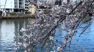 Parkın güzel manzarası