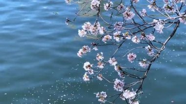 Bahçedeki güzel çiçekler