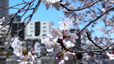Güzel botanik fotoğrafı, doğal duvar kağıdı.
