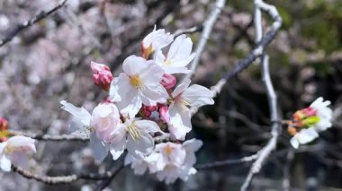 Bahçede çiçek açan güzel çiçekler