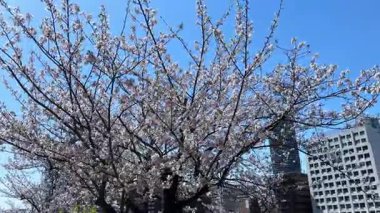 Bahçede güzel bahar çiçekleri