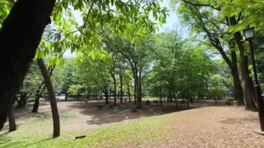 Ormanda yeşil yapraklar