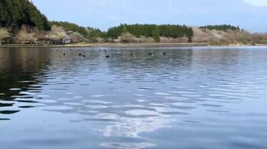 Güzel göl manzarası